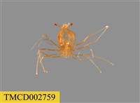 藏品(龍蝦幼體)的圖片